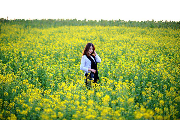 Yellow Mustard Fields in Hanoi