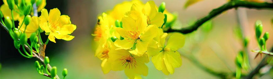 Something you should Know about Vietnamese New Year – Tet Holiday