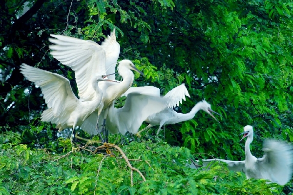 It's the home of nearly 500,000 storks