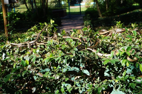 Dong Tam snake farm, the kingdom of snakes in Tien Giang