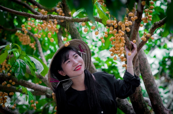 Many Southern fruits in Phong Dien orchard