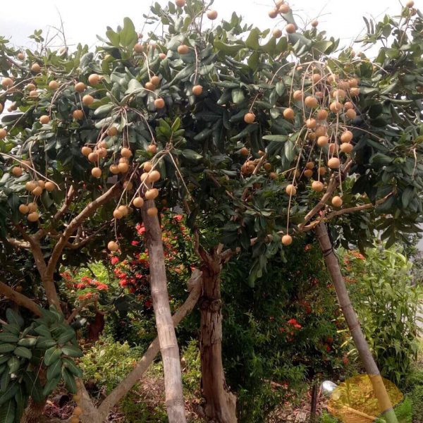 A longan orchard in Bac Lieu