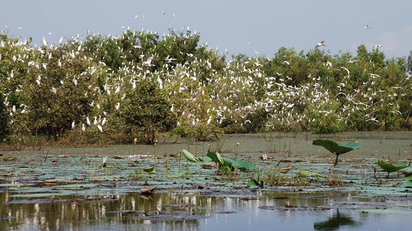 Bac Lieu bird sanctuary