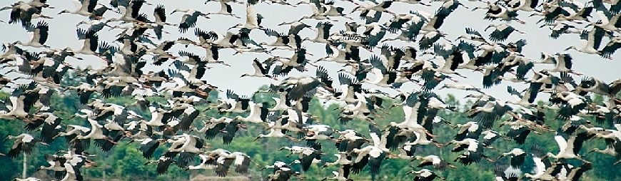 Bang Lang Stork Garden – Top Things to Do in Can Tho