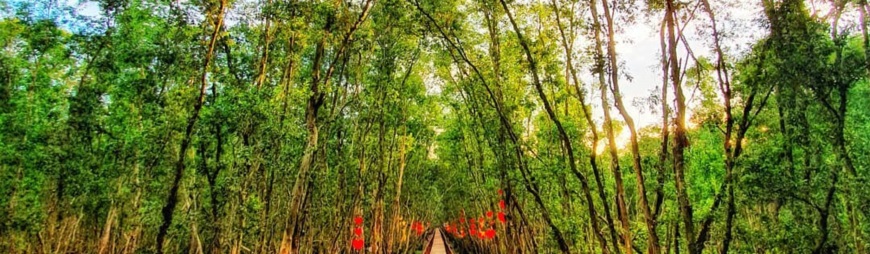 Tra Su Cajuput Forest – Where to visit in An Giang