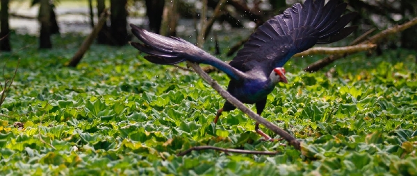 Start a wildlife journey in U Minh Ha Forest, Ca Mau