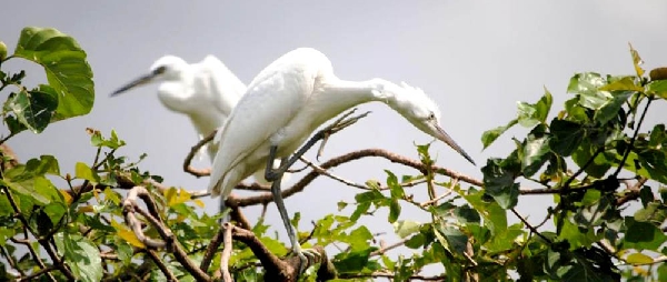 Two storks in a bird sanctuary of Ca Mau