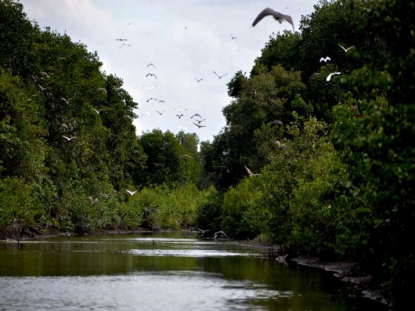 The amazing scene of Vam Ho bird sanctuary