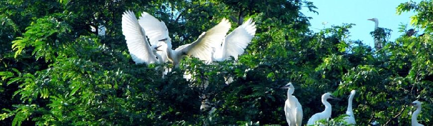 A Travel Guide to Vam Ho Bird Sanctuary, Ben Tre