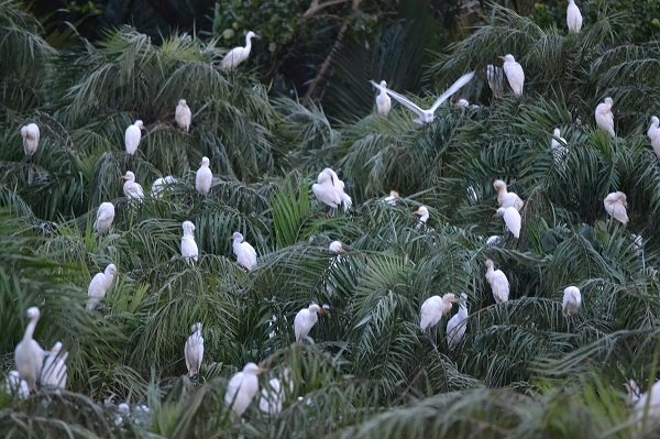 Flock of storks in Vam Ho bird sanctuary
