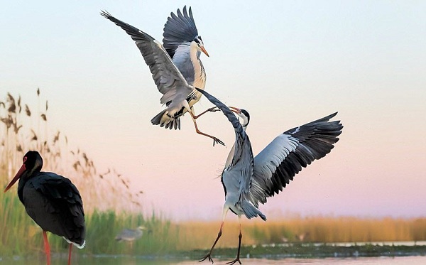 The great blue herons in Vam Ho bird sanctuary