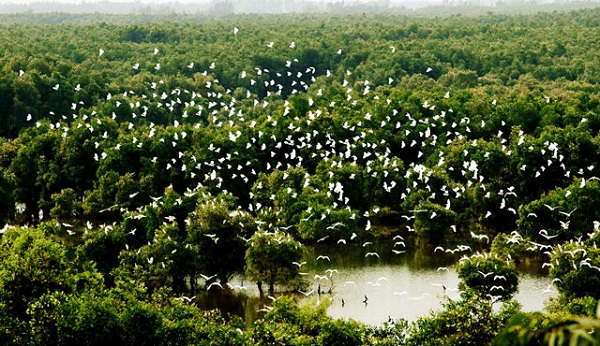 An attractive view of Bang Lang stork garden in Can Tho