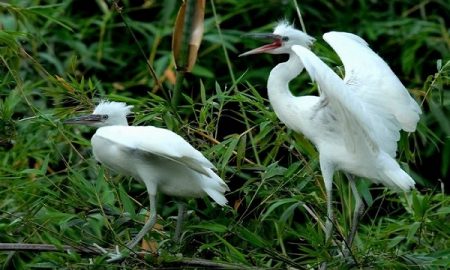 Two storks live among the serene atmosphere of the garden