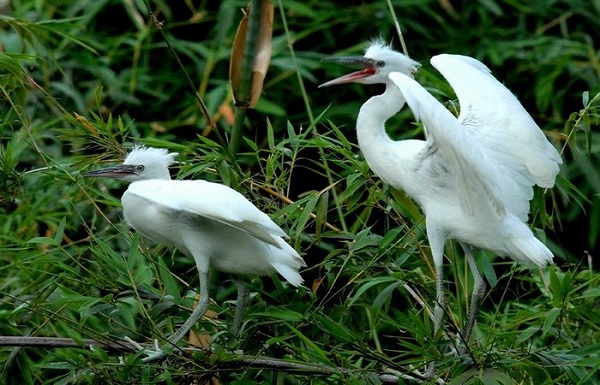 Two storks live among the serene atmosphere of the garden