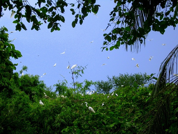 An incredible view of Bang Lang stork garden 