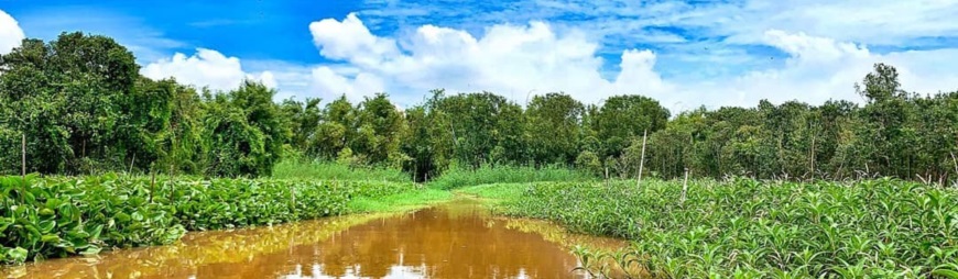 Gao Giong Eco-tourism Area in Dong Thap