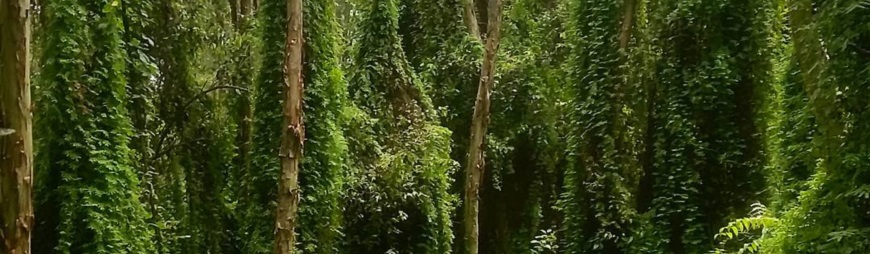 Xeo Quyt Relic Area – Dong Thap Attractions
