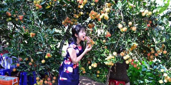 Cruise through the fruit gardens in Turtle Island 