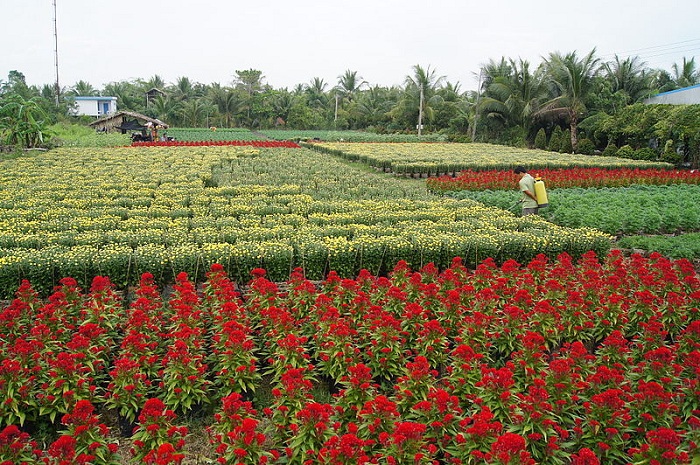 The vast garden of flowers in Cai Mon Orchard