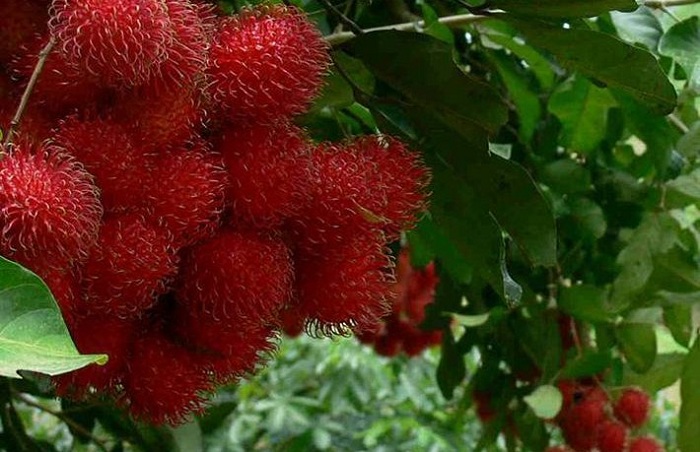 Delicious red rambutan fruit of Cai Mon orchard 