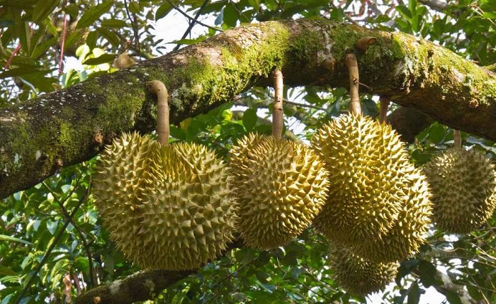 The fragrant durian trees in the orchard