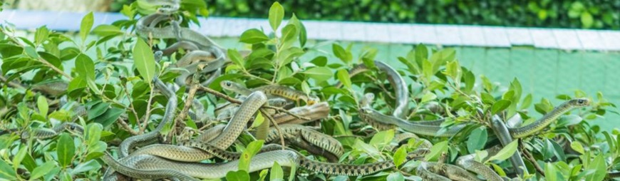 Dong Tam Snake Farm