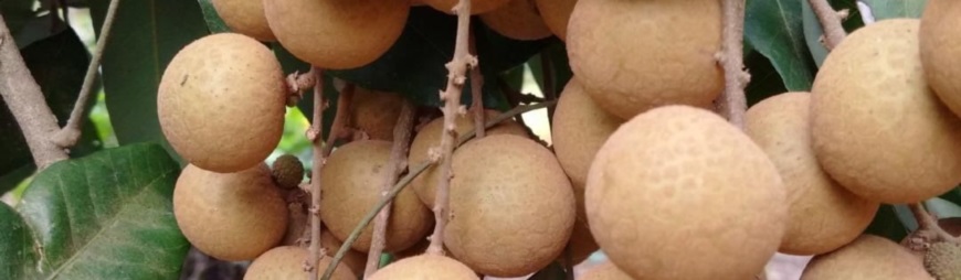 Lush orchards in An Binh Islet